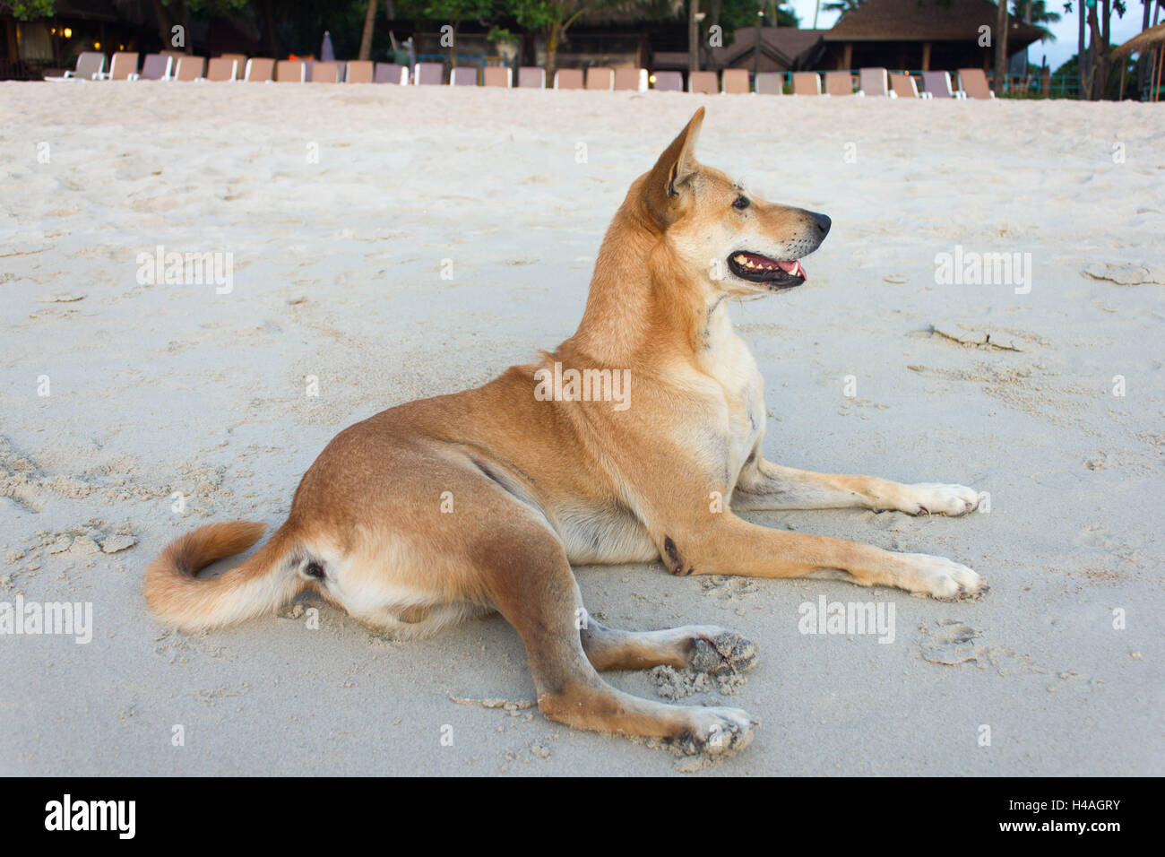 Ein brauner Hund am Strand liegen Stockfoto