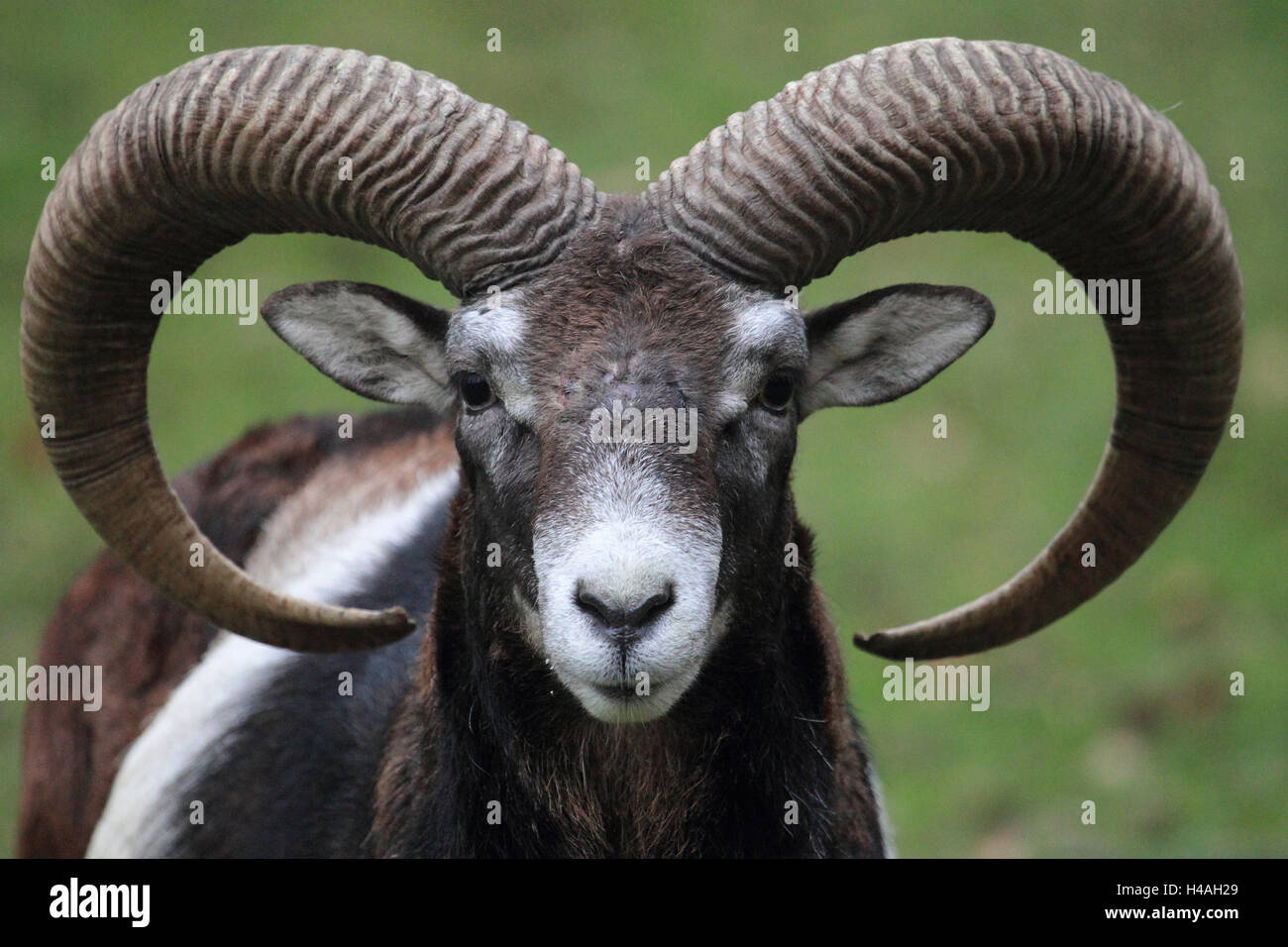 Waschmittel, Ovis Ammon musimon Stockfoto