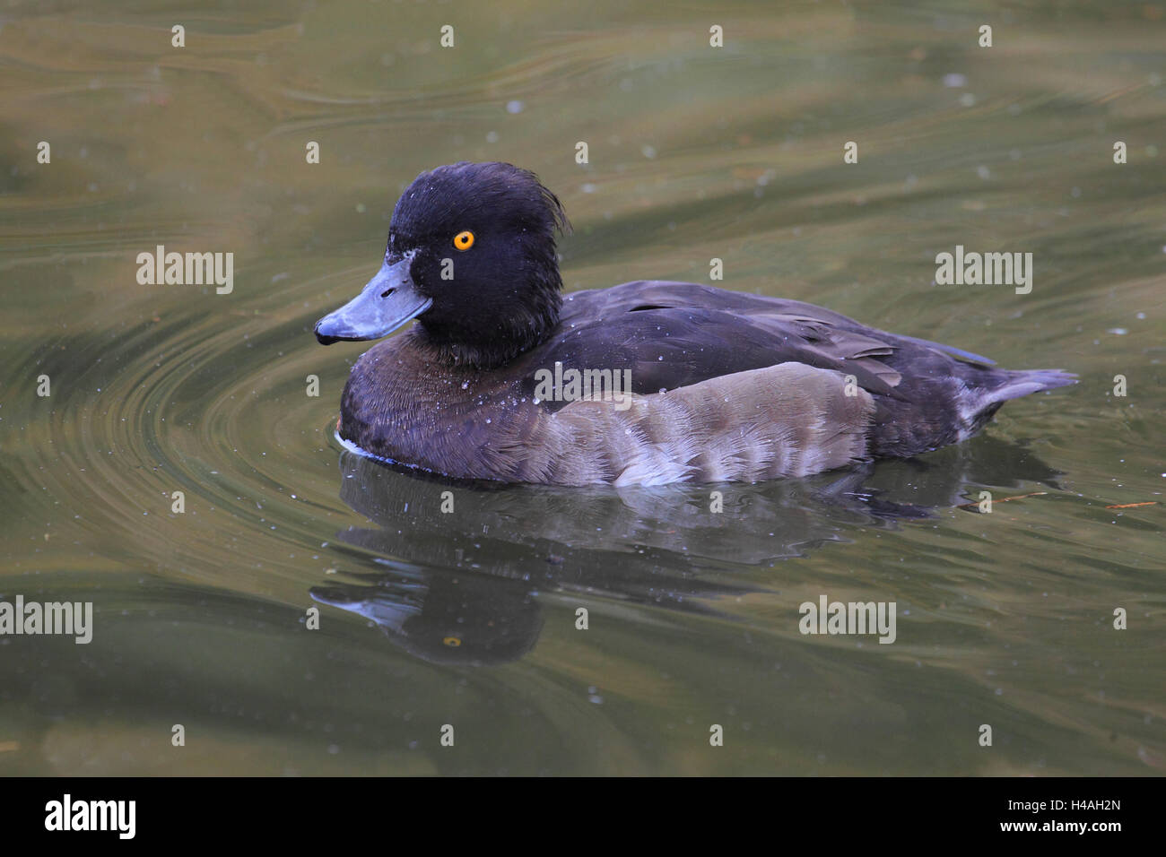 Reiherenten, Weiblich, Aythya fuligula Stockfoto