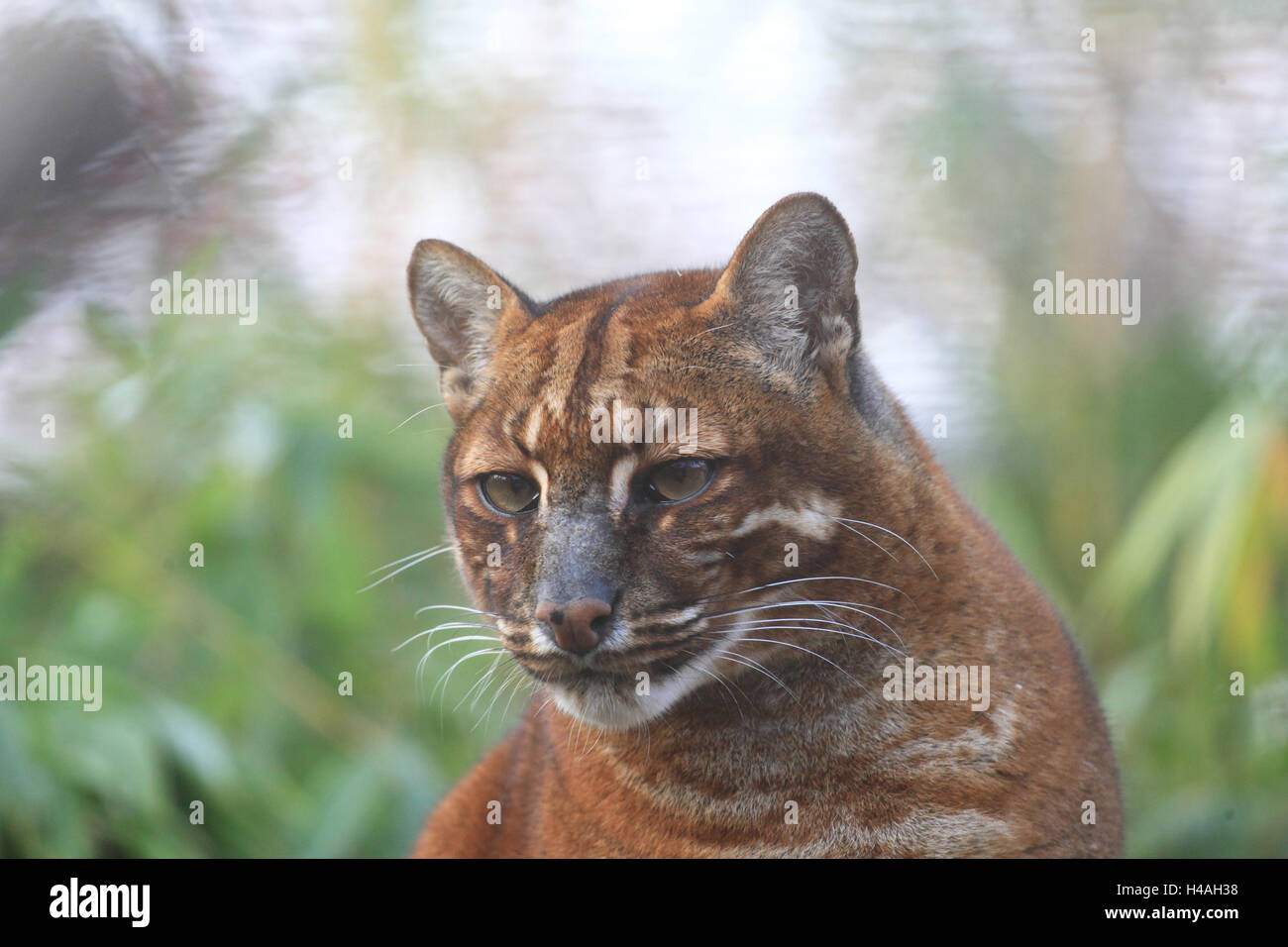 Asiatische goldene Katze, Catopuma Temmickii Stockfoto