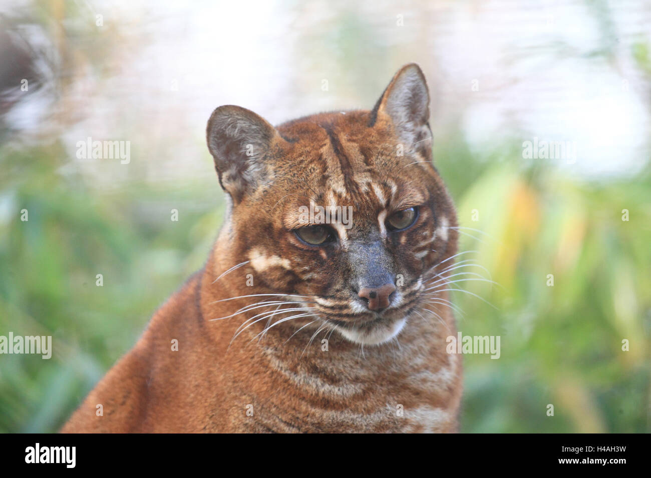 Asiatische goldene Katze, Catopuma Temmickii Stockfoto