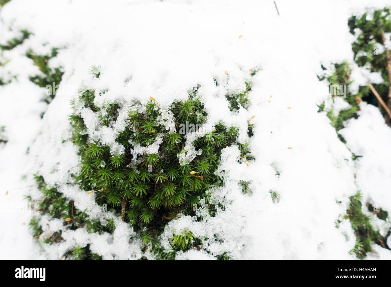 Moos mit Schnee und Eis Tropfen in den Fichtenwald Stockfoto