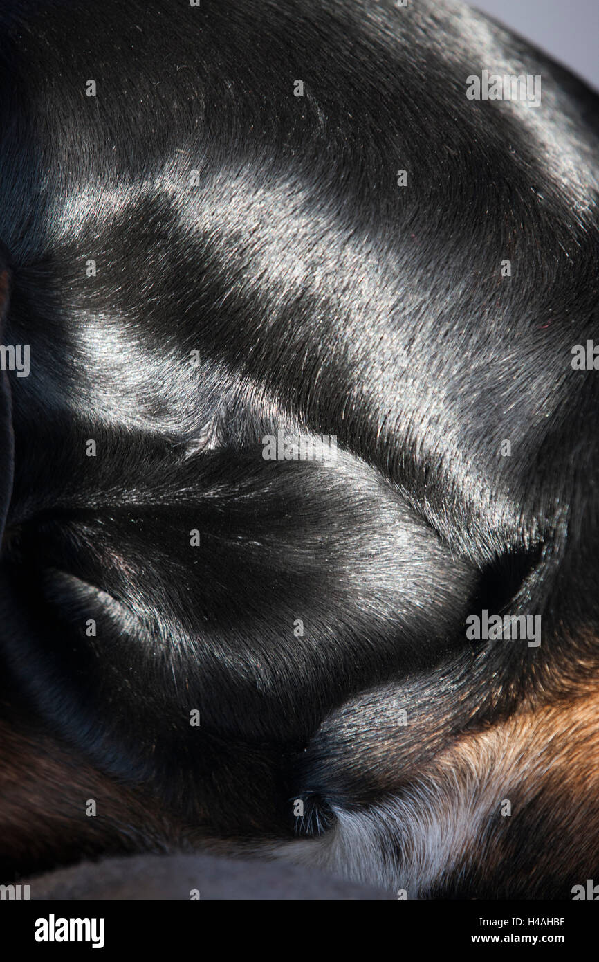 Glänzendes schwarzes Fell eines Hundes Stockfoto