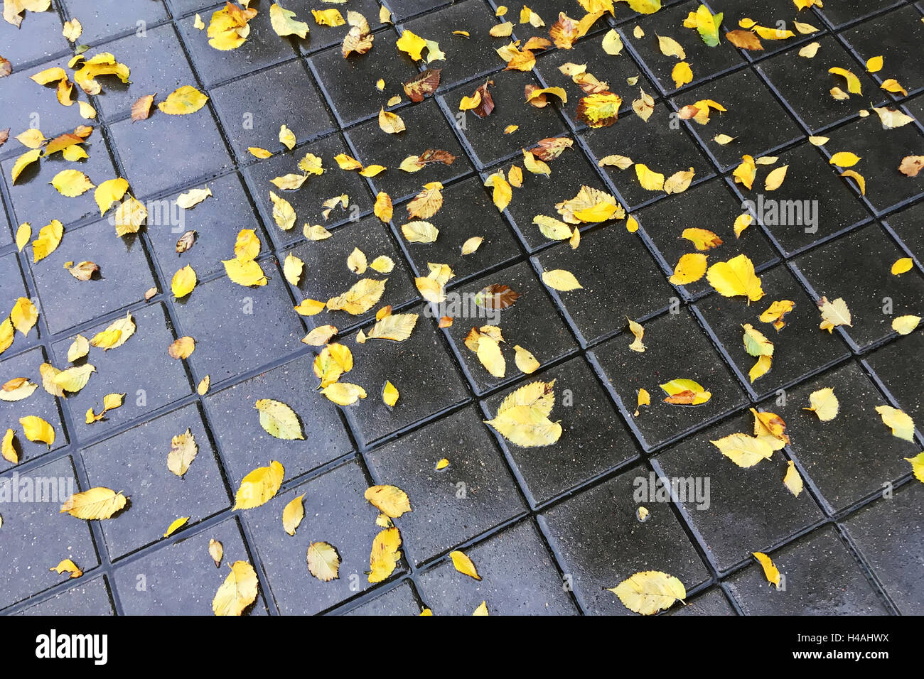 herbstliche leuchtend gelbe Blätter auf nassem Kopfsteinpflaster Stockfoto