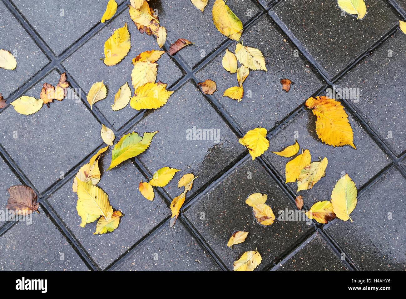 nassen gelbes Herbstlaub auf gepflasterten Gehweg closeup Stockfoto