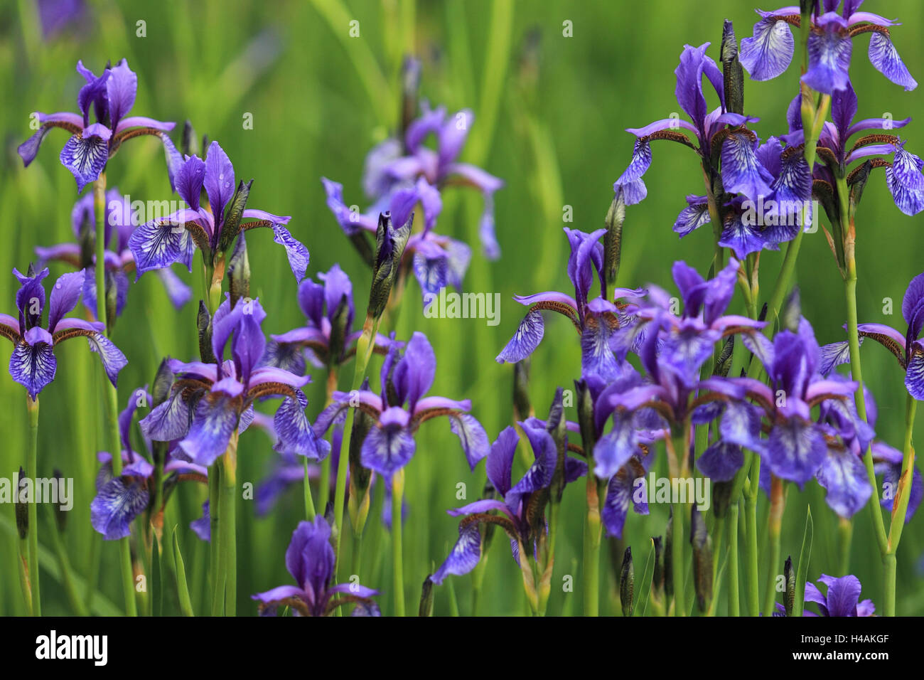 Iris sibirica Stockfoto