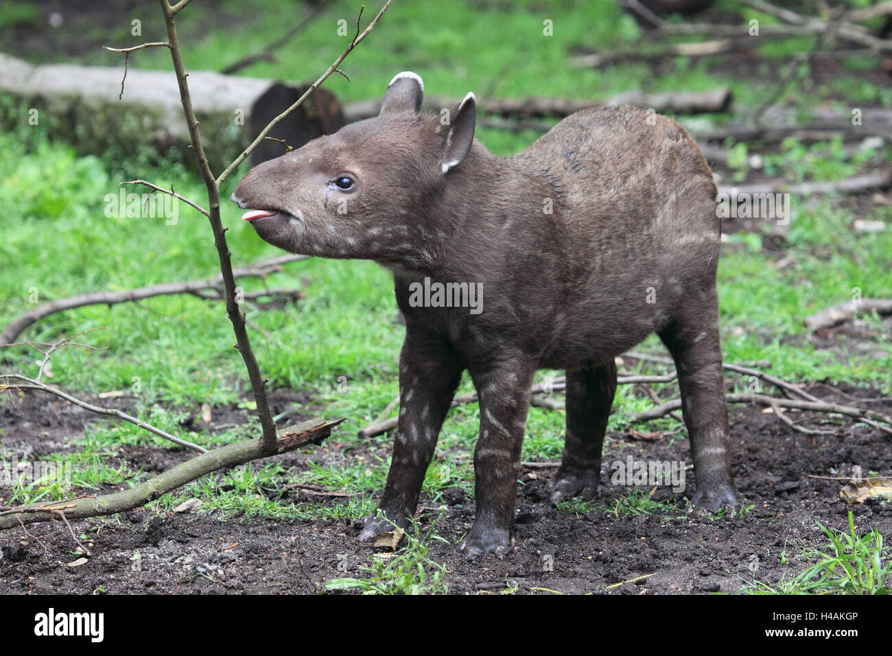 Mittelamerikanischen Tapir, Jungtier, Stockfoto