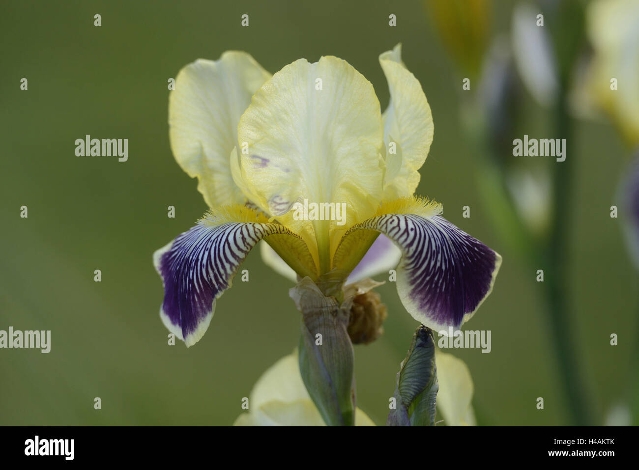 Deutsche Schwertlilie, Iris Nibelungen, Blüte, Stockfoto