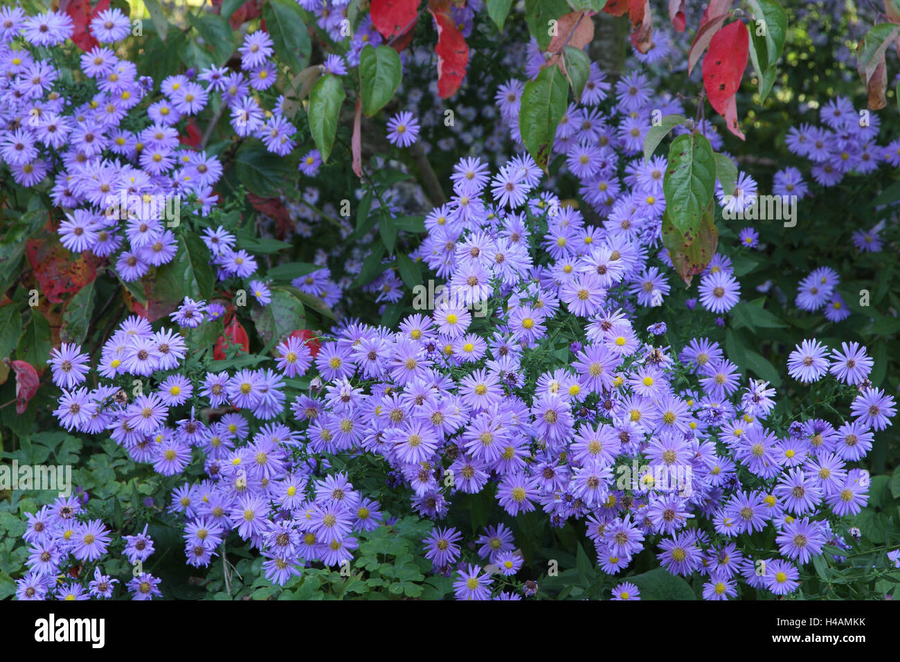 Garten, Blumen, Pflanzen, Herbst Astern, Stockfoto