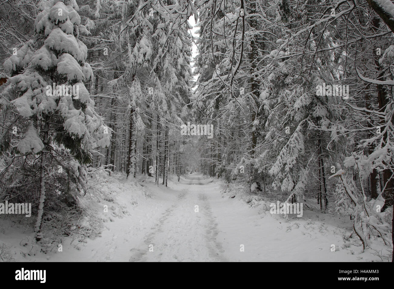 Winter, Waldweg, Koniferen, Stockfoto