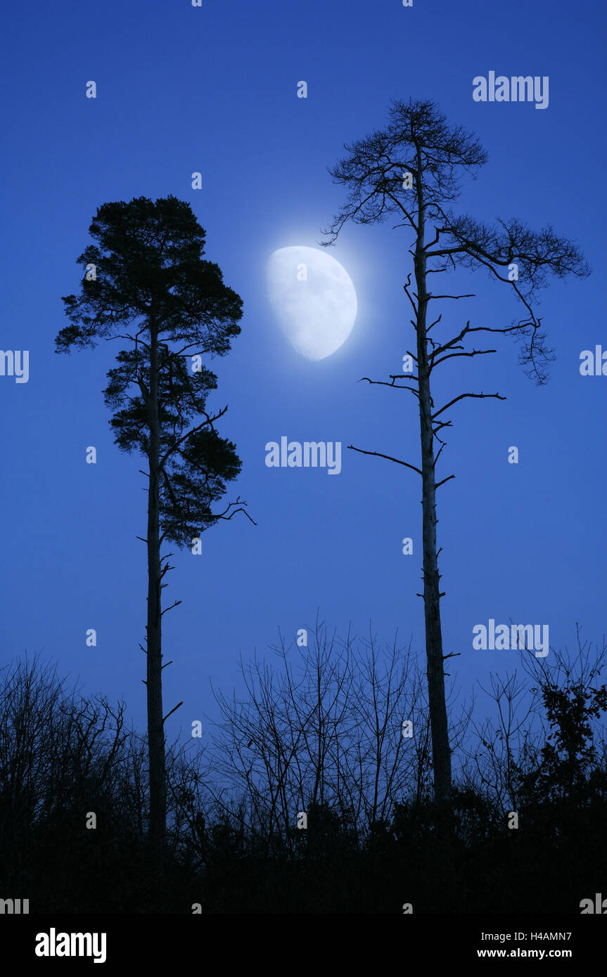 Mond, Bäume, Kiefer, Kontur, in der Nacht, Stockfoto