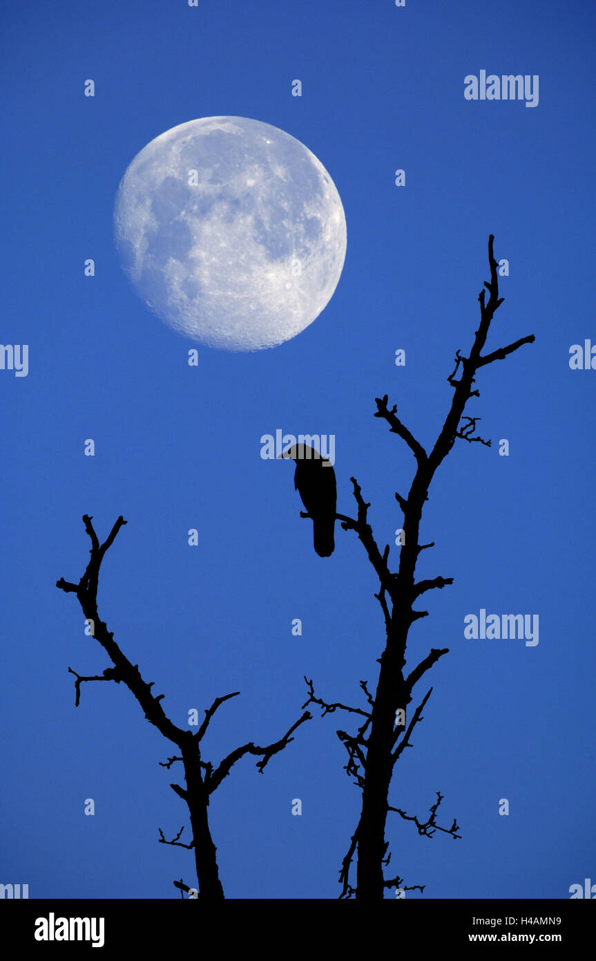 Vogel, Krähe, Baum, Silhouette, in der Nacht, Mond, (M), Stockfoto