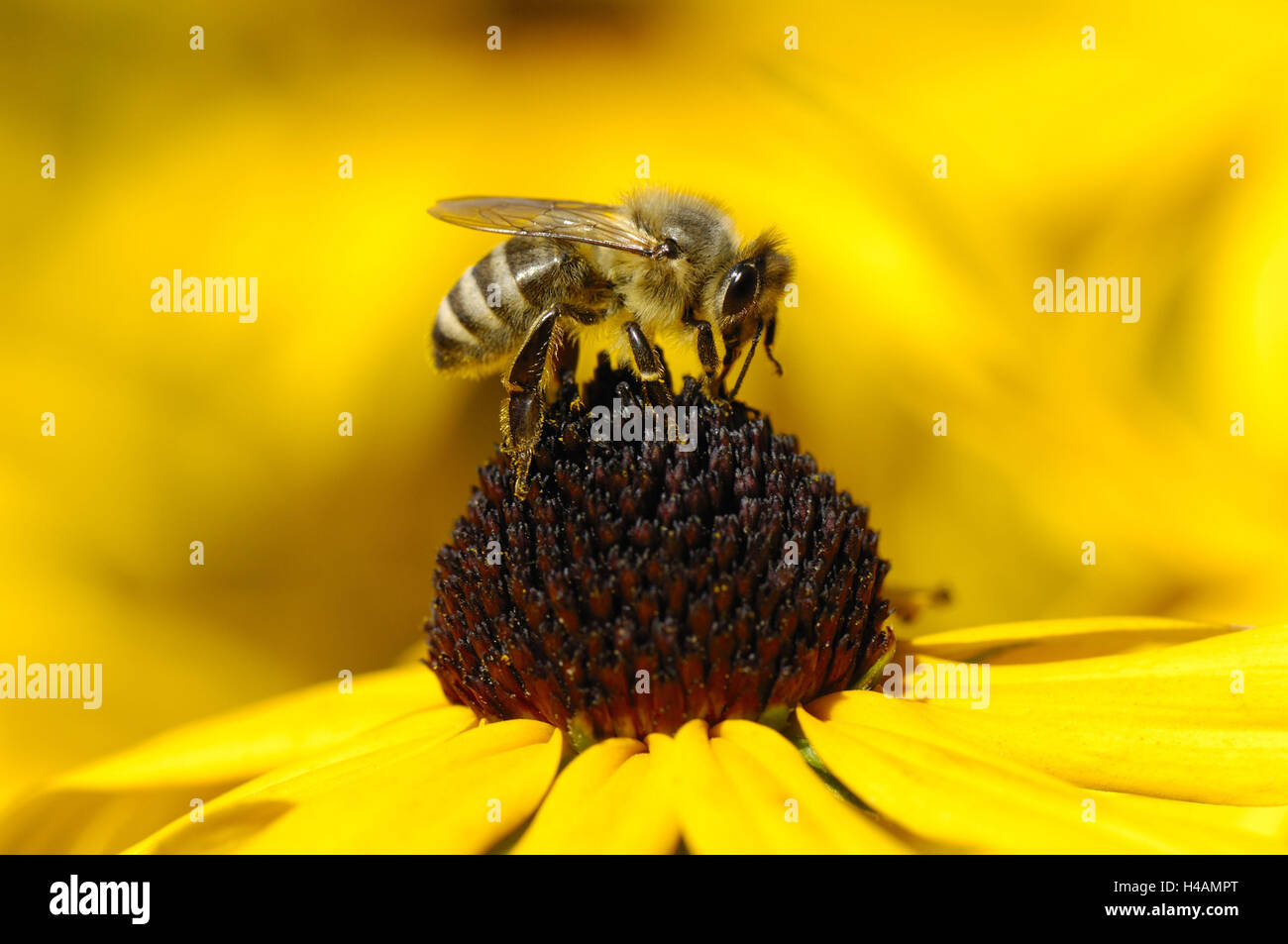 Honigbiene, Apis Mellifera, gelbe Sonnenhut, Rudbeckia Fulgida, Stockfoto