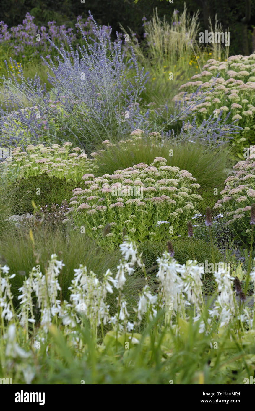 Garten, Blumen, Sträucher, Blumenbeete, Sommer, Stockfoto