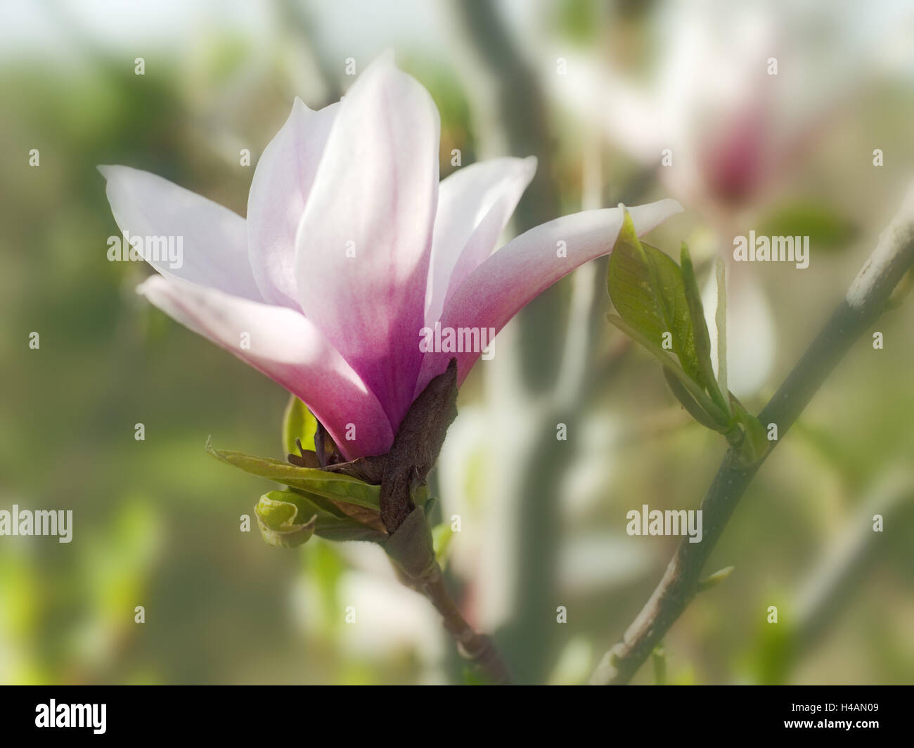 Tulpen-Magnolie, Magnolia Soulangeana, Blüte, mittlere close-up, Stockfoto
