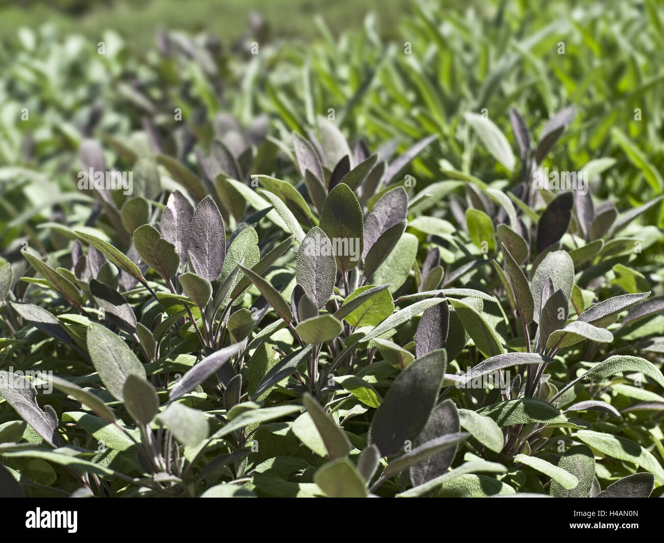 Garten, Salbei, Salvia Spec., Stockfoto