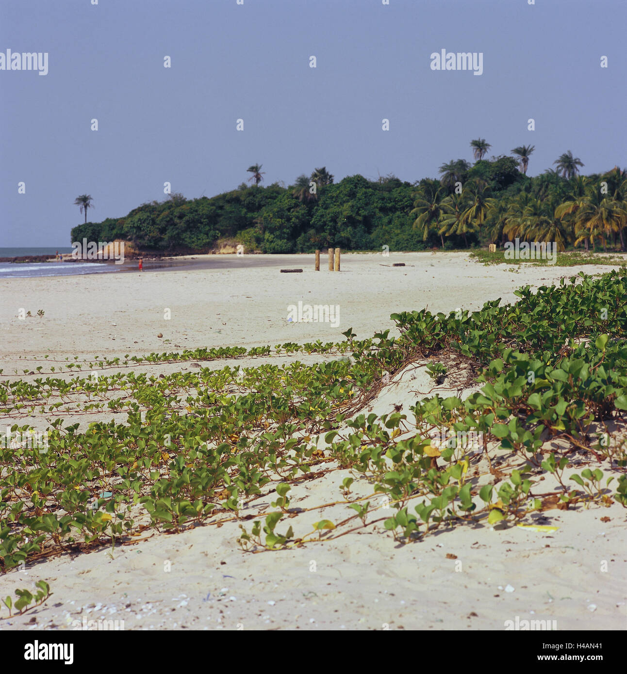 Senegal, Bass Casamance, Cap Skirring, Strand, Meer, Afrika, West Africa, niedrigere Casamance, Küste, Küstenlandschaft, Vegetation, Pflanzen, Holz, Palmen, Sandstrand, Sand, Badegäste, Stockfoto