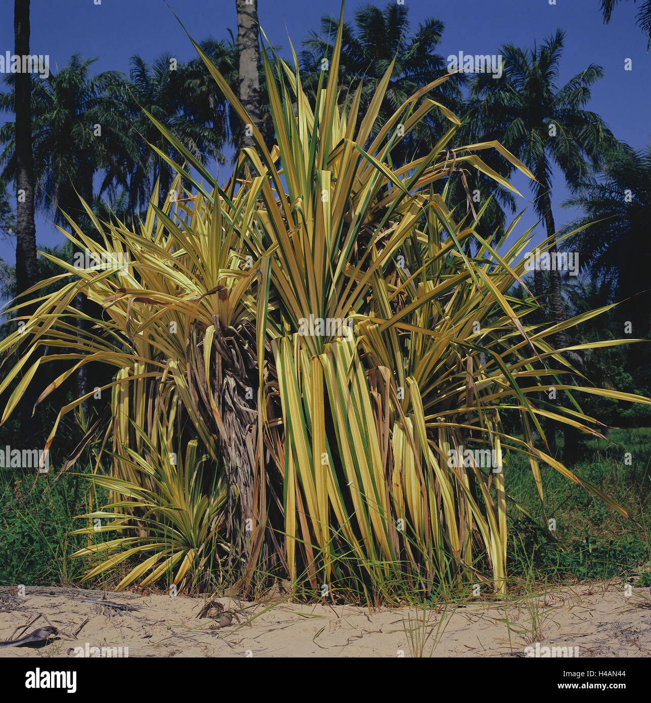 Senegal, Bass Casamance, Cap Skirring, Palmen, Schrauben Baum, Afrika, West, Afrika, untere Casamance, Strand, Sand, Vegetation, Bäume, Pflanzen, nützlichen Pflanzen, Bäume, Paul lunow, Schrauben niemand, Stockfoto