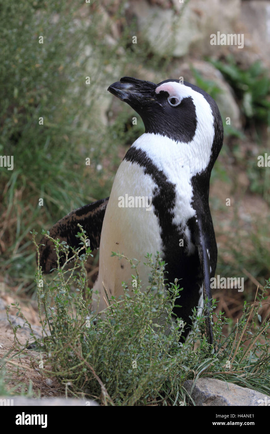 Humboldt Pinguin, Stockfoto