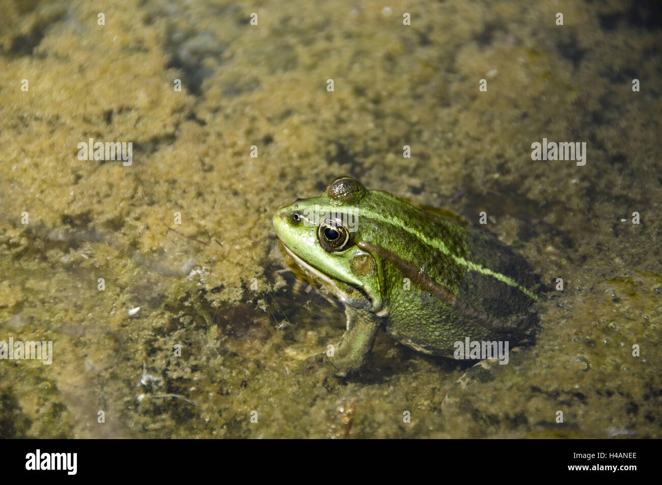 Pool-Frosch im Teich, Stockfoto