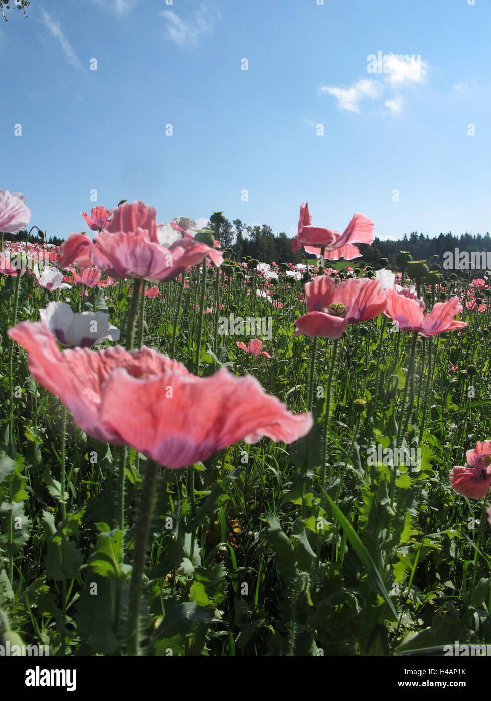 Mohn, close-up, Stockfoto