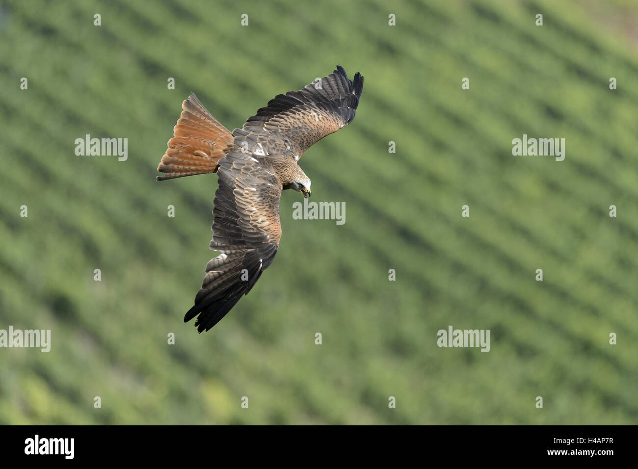 Rotmilan im Flug, Milvus Milvus, Stockfoto