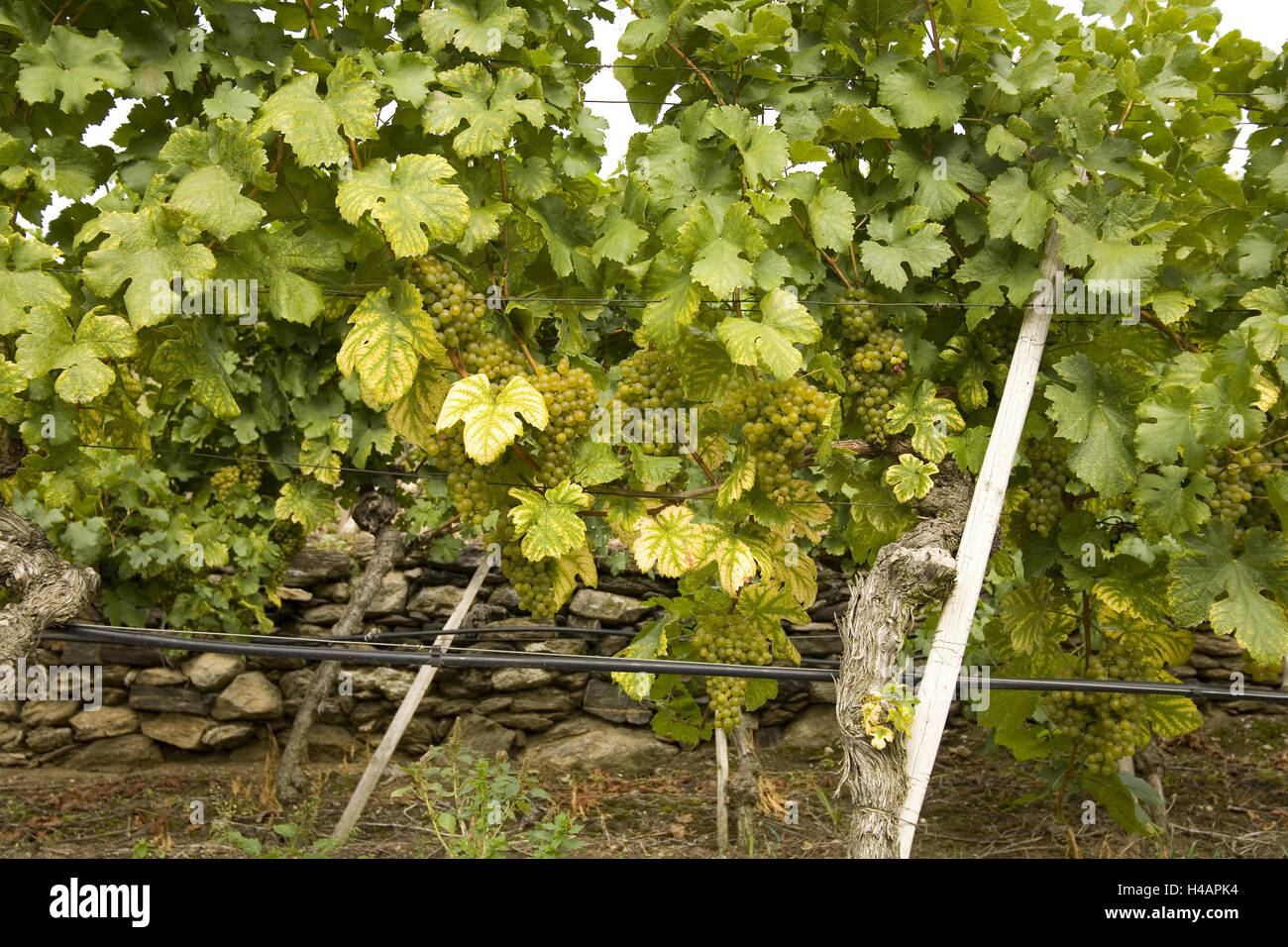 Weinbau-Wachau Spike, Kremser Land, Österreich, Stockfoto