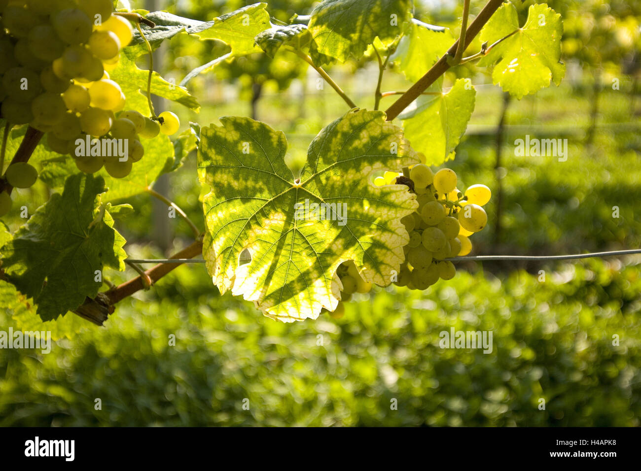 Weinbau-Region Wachau in der Nähe von Spitz, Kremser Land, Österreich, Stockfoto