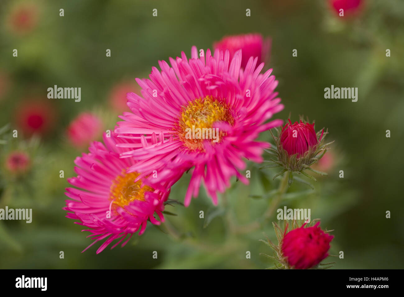 Magenta-farbige Aster Strauch, Blüten, Knospen, mittlere close-up, Stockfoto