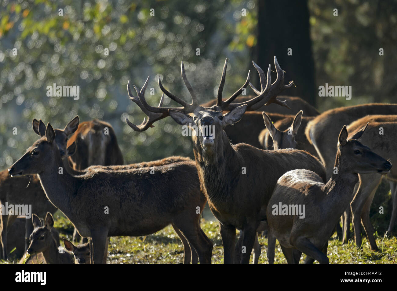 Roter Hirsch, Cervus Elaphus, Trott, Stockfoto