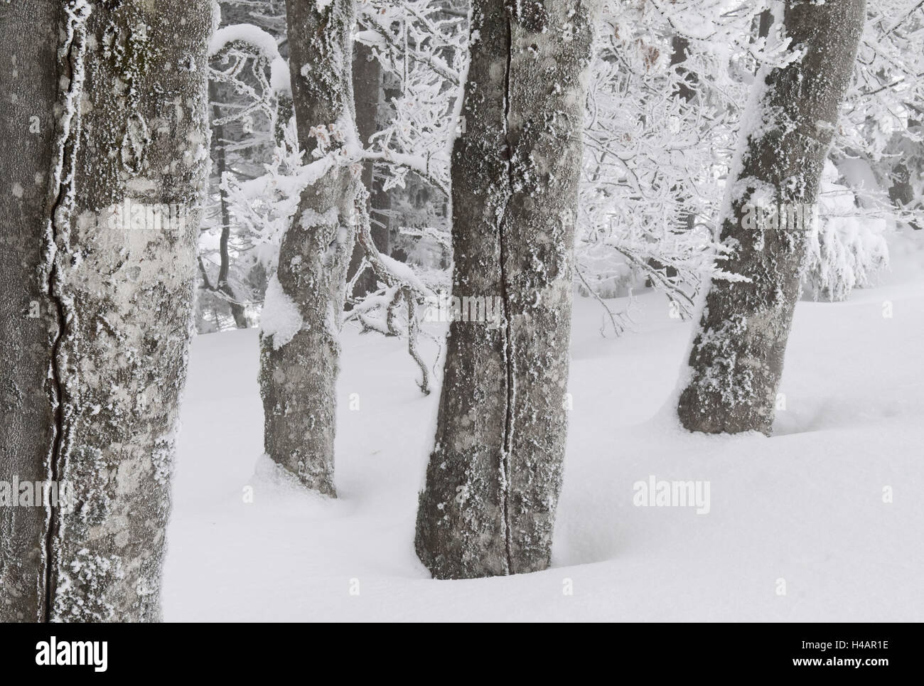 Deutschland, Baden-Württemberg, Schwarzwald, Schauinsland, Stämme im Winter mit Raureif bedeckt, Stockfoto