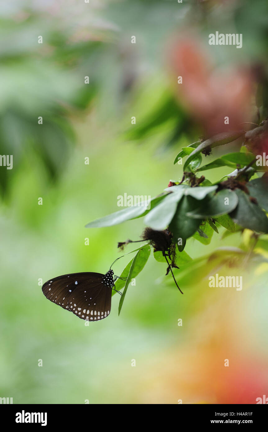 Schmetterling, Euploea Core, Pflanze, Stockfoto