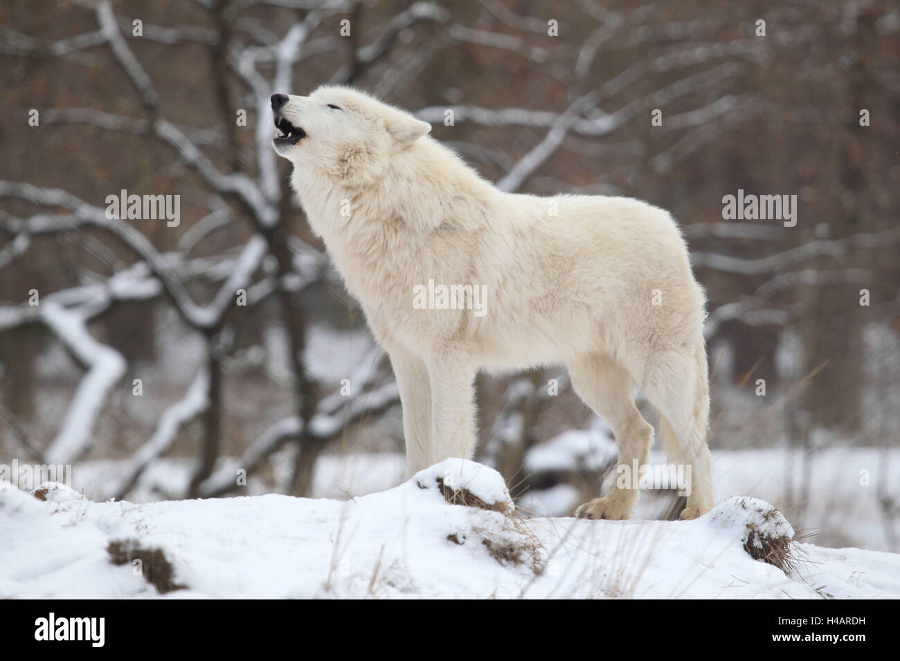 Tundra Wolf steht im Schnee und heult, Stockfoto