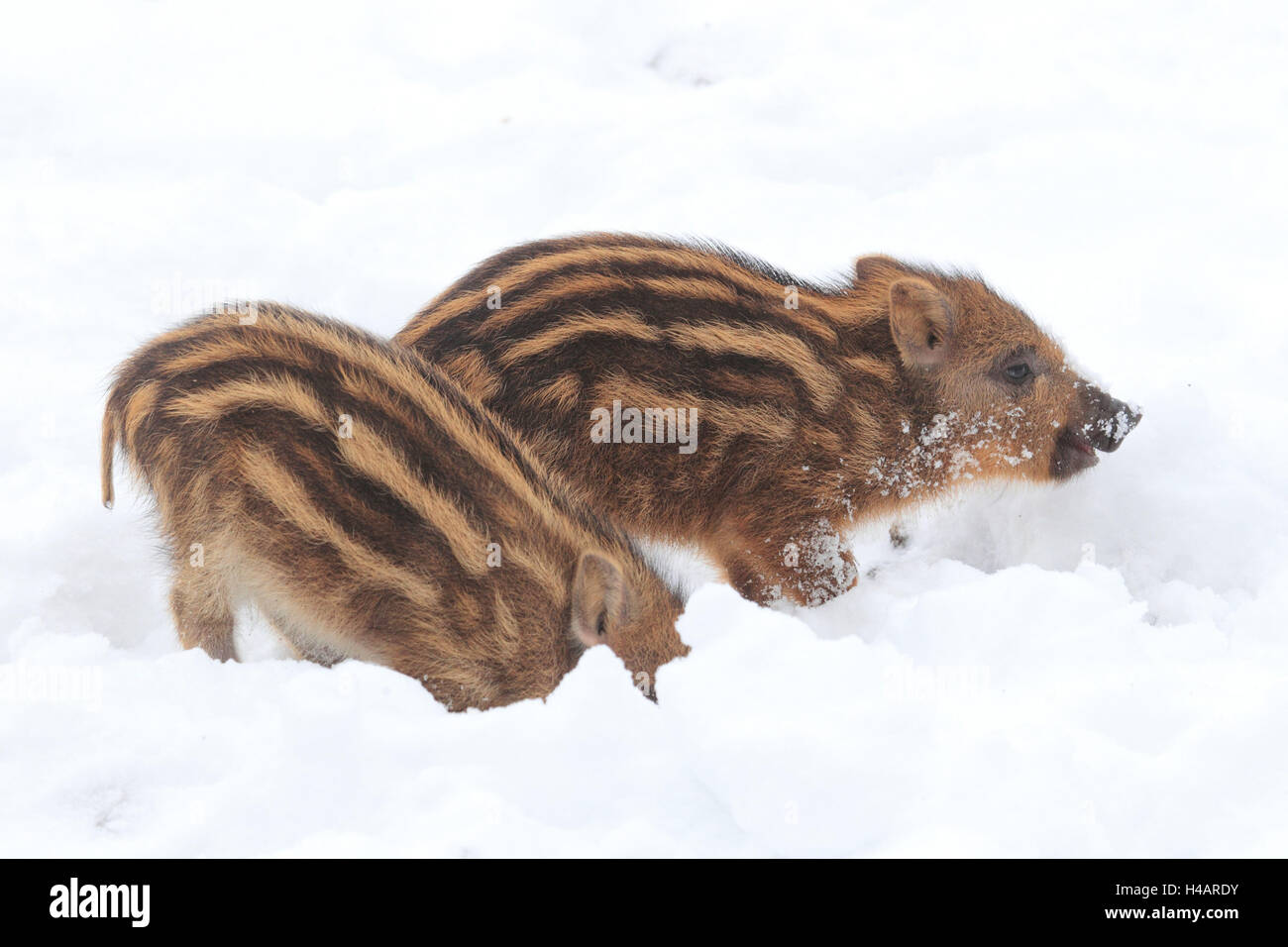 Zwei junge Wildschweine im Schnee, Stockfoto