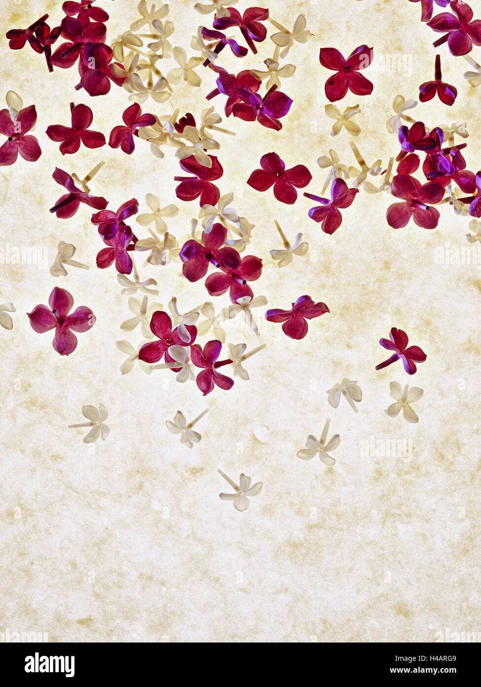 Flieder, Syringa Vulgaris, Blüten, rosa, weiß, Stockfoto