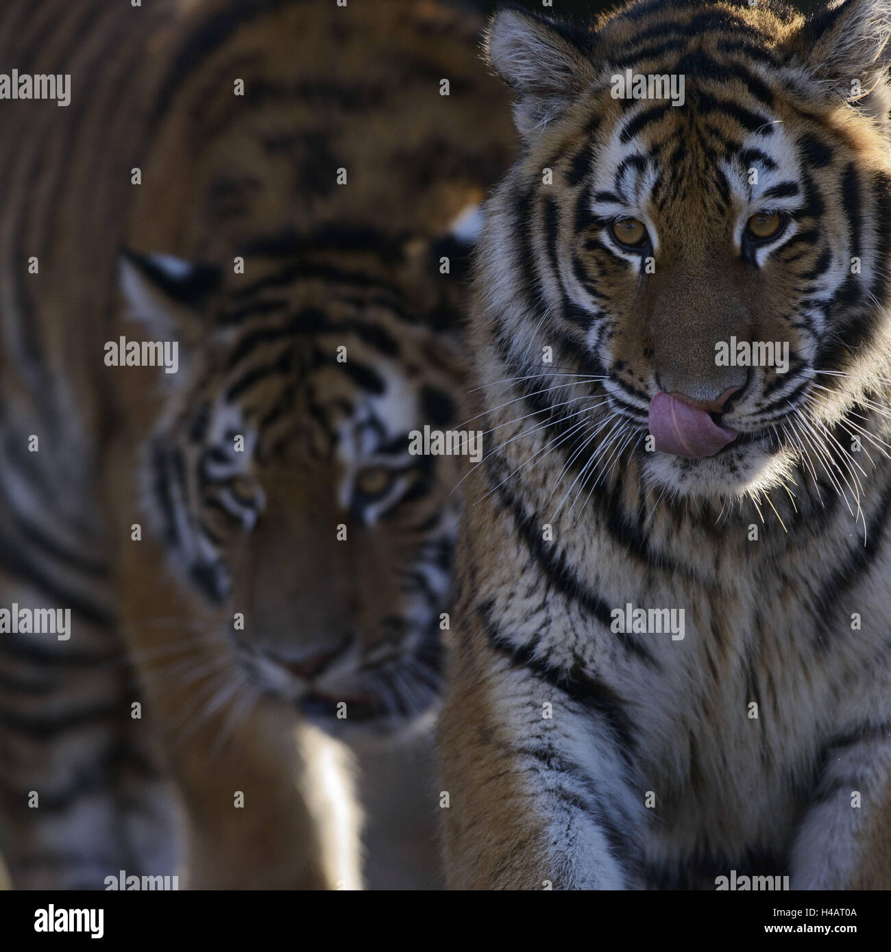 Sibirische Tiger, Panthera Tigris Altaica, subadulte Stockfoto
