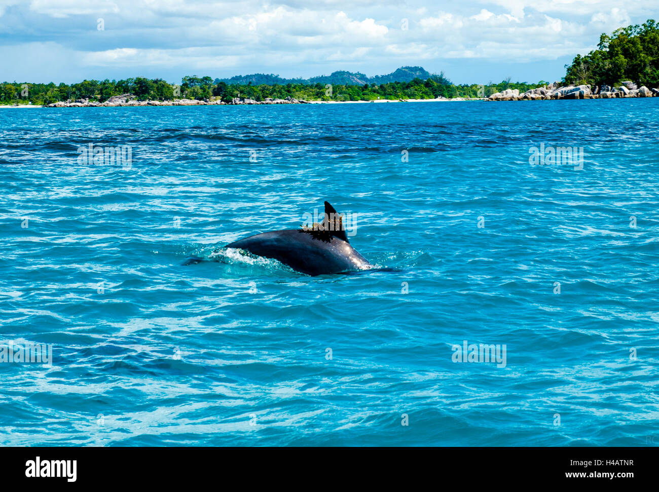 Delfine in Belitung Inseln Stockfoto