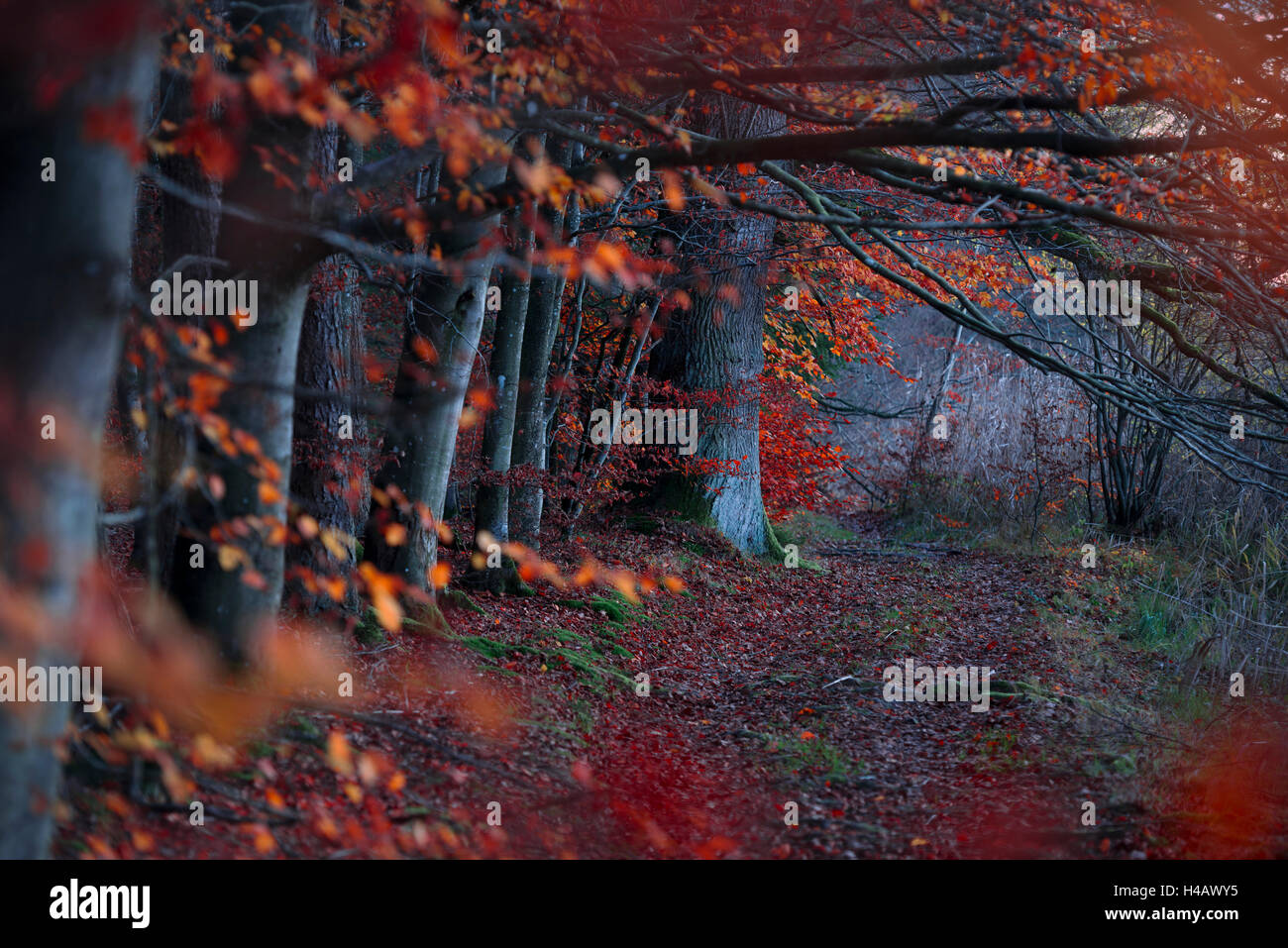 Nature Reserve Augsburg Western Woods Stockfotos und bilder Kaufen Alamy
