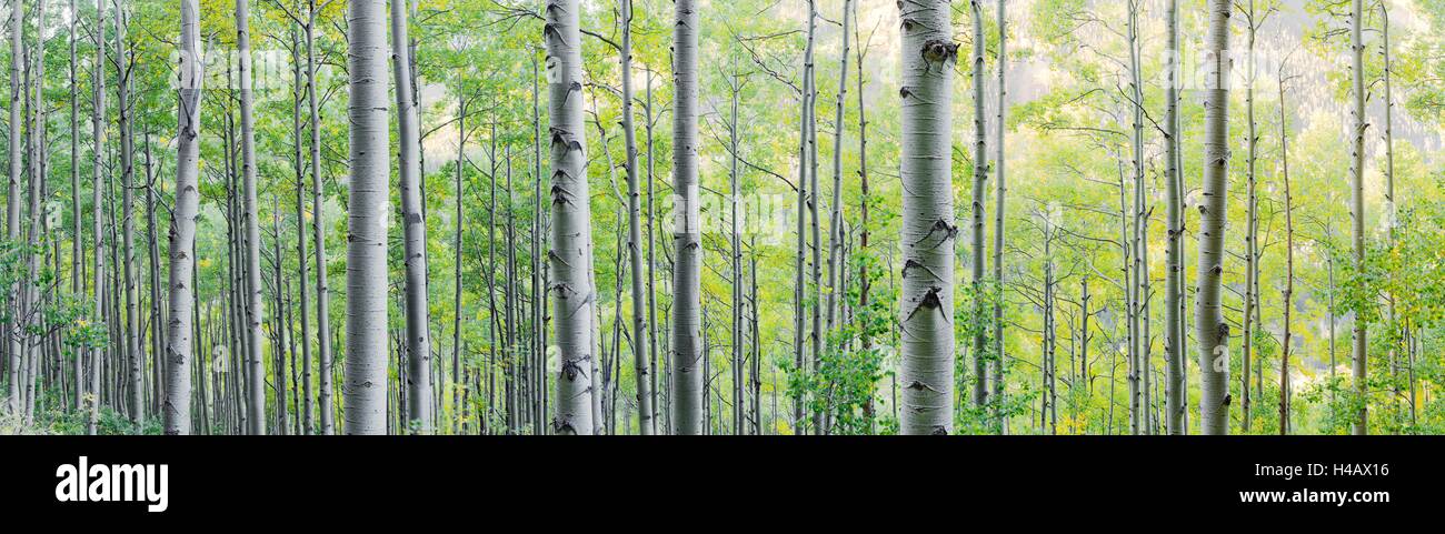 USA, Amerika, Colorado, Aspen, Birken, Wald, Bäume, grün, gelb, panorama Stockfoto