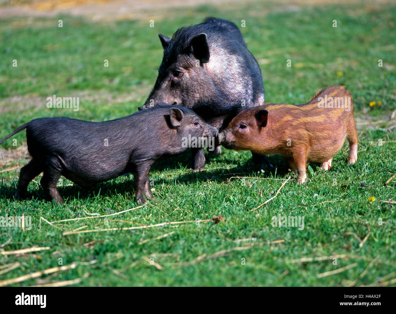 Miniatur-Schwein, farbige Mutter Tier mit zwei unterschiedlichen Ferkel aus einem Wurf grasen auf der Wiese Stockfoto