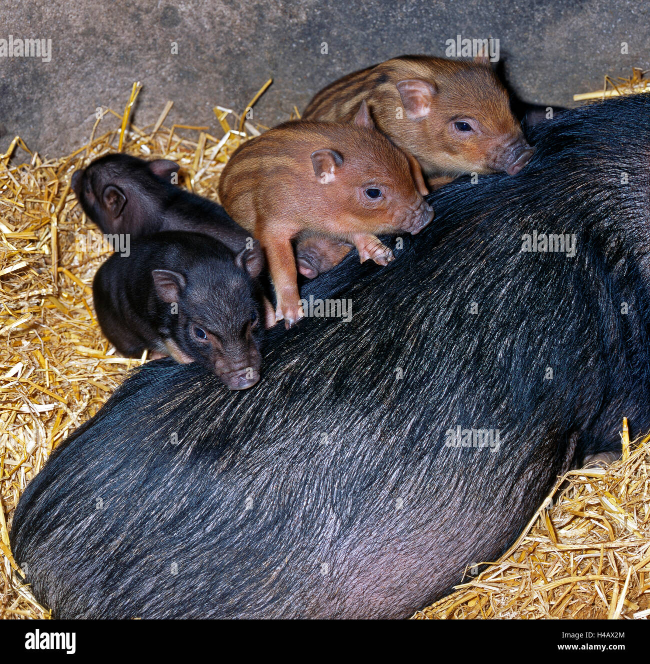 Miniatur-Schwein, farbige Mutter Tier mit diversen Ferkel aus einem Wurf im Stall Stockfoto