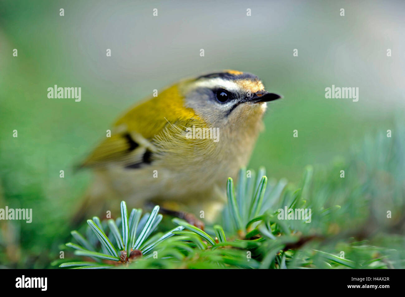 Wintergoldhähnchen in den Nadelwald, Wintergast aus dem Norden Stockfoto