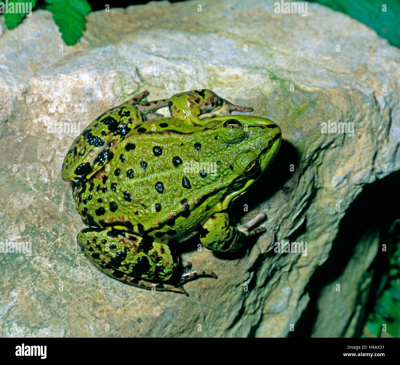 Essbare Frosch, auch grüne Frosch auf einer Bordsteinkante am Gartenteich Stockfoto