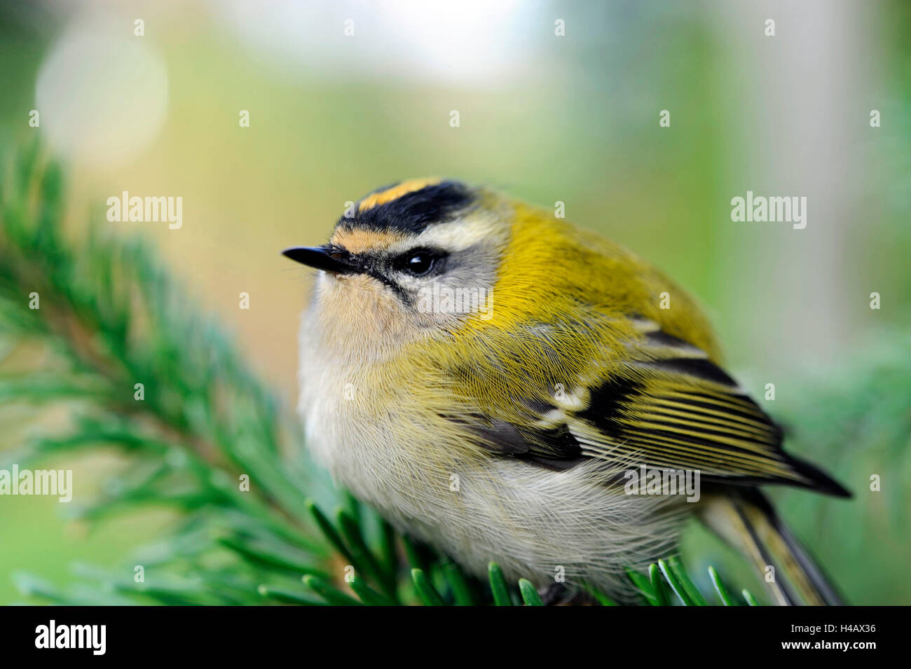 Wintergoldhähnchen in den Nadelwald, Wintergast aus dem Norden Stockfoto