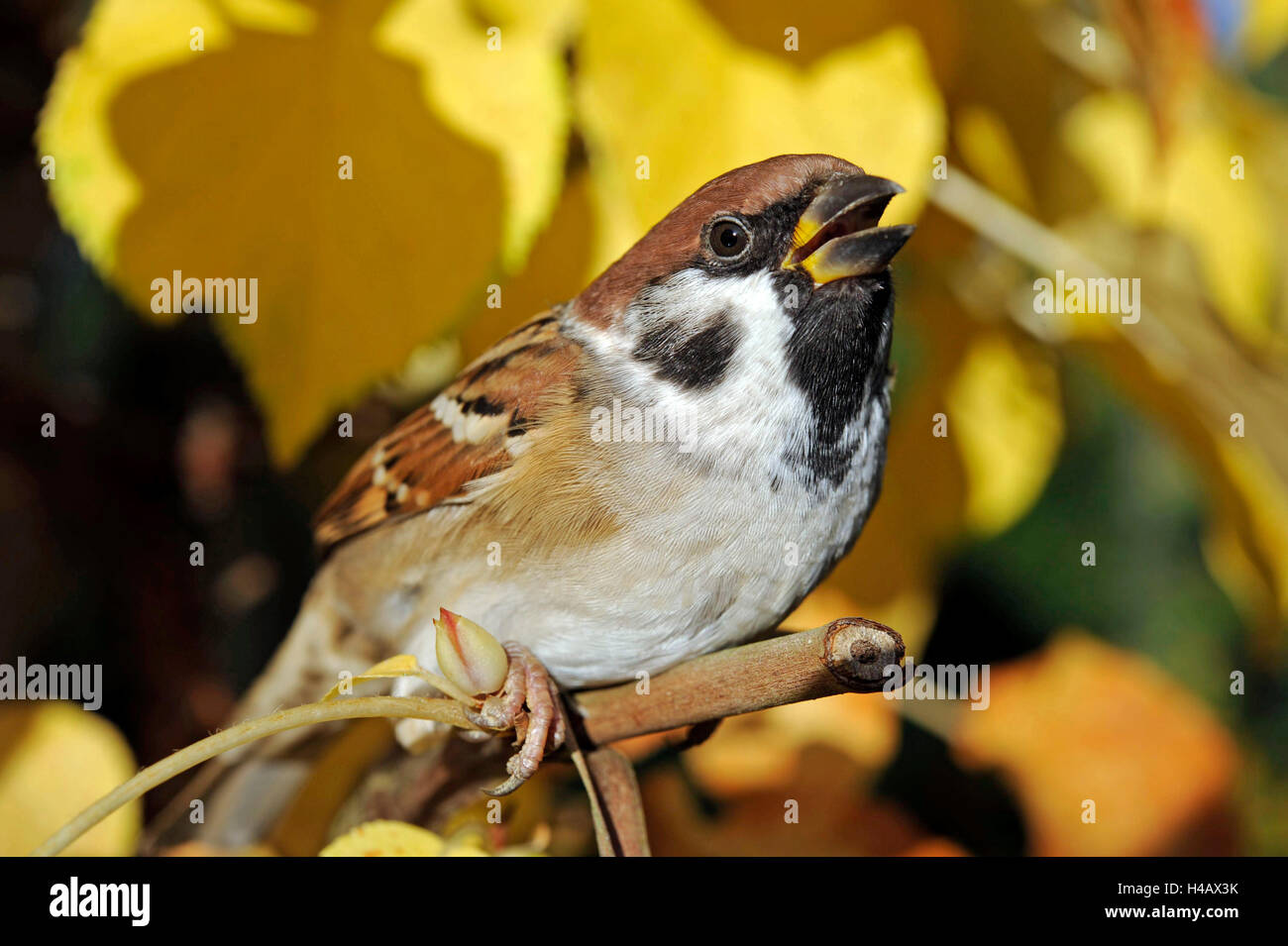 Baum-Spatz, Passer Montanus, hocken vor herbstliche farbigen Laub der Kletter Hortensie in den Garten, männlich und weiblich haben identische Gefieder Stockfoto