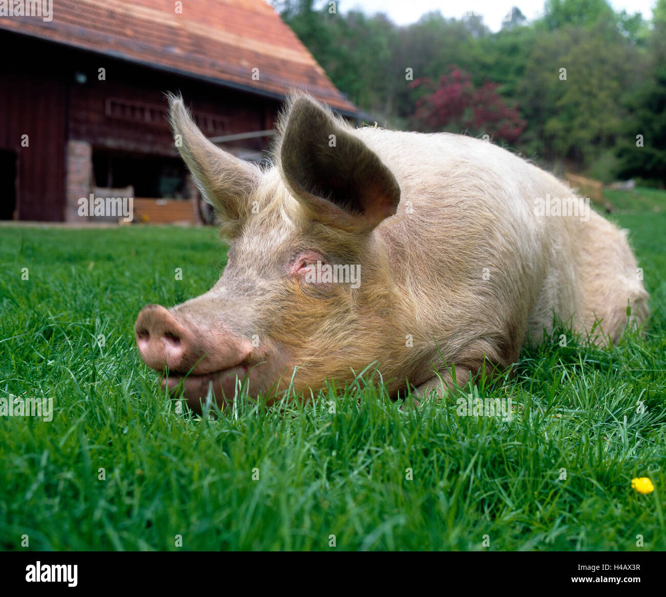 Glückliches Hausschwein Weiden freilaufend auf grünen Sommerwiese auf dem Bauernhof Stockfoto
