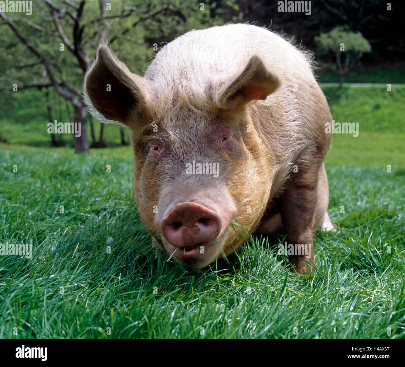 Glückliches Hausschwein Weiden freilaufend auf grünen Sommerwiese auf dem Bauernhof Stockfoto