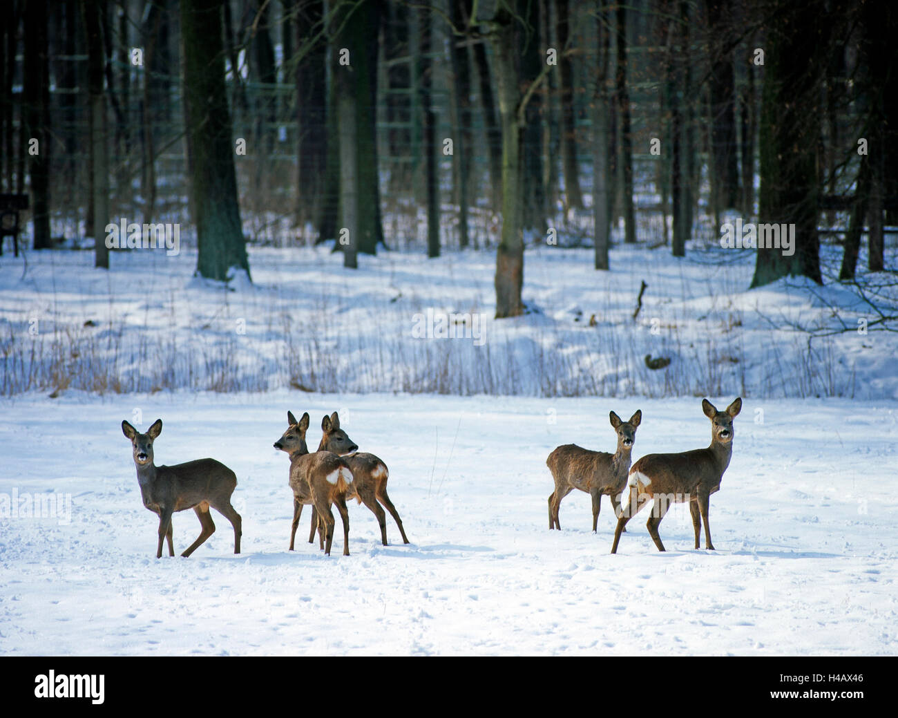 Hirsch auf tief verschneiten Suchbereich am Rande des Waldes Stockfoto