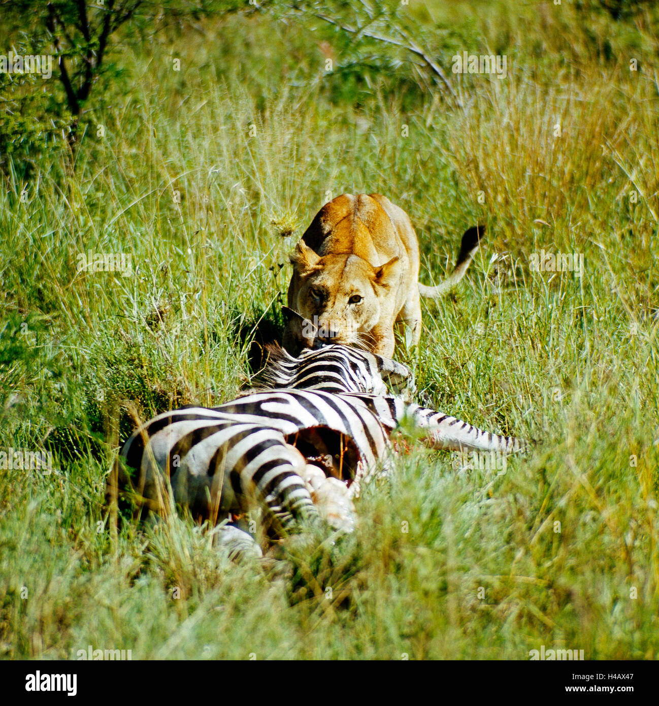 Löwin, Beute, Zebra, Baum-Savannen der Serengeti Stockfoto