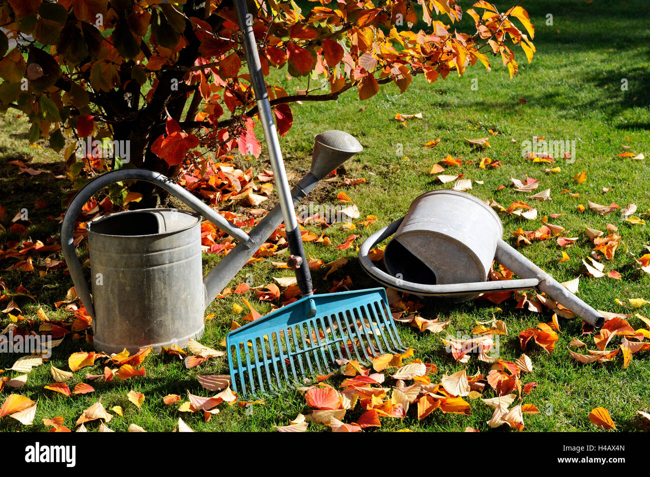 Dekorative Farbe der Blätter der Hamamelis- und Blatt Rake nach dem Fall der Blätter im herbstlichen Garten Stockfoto